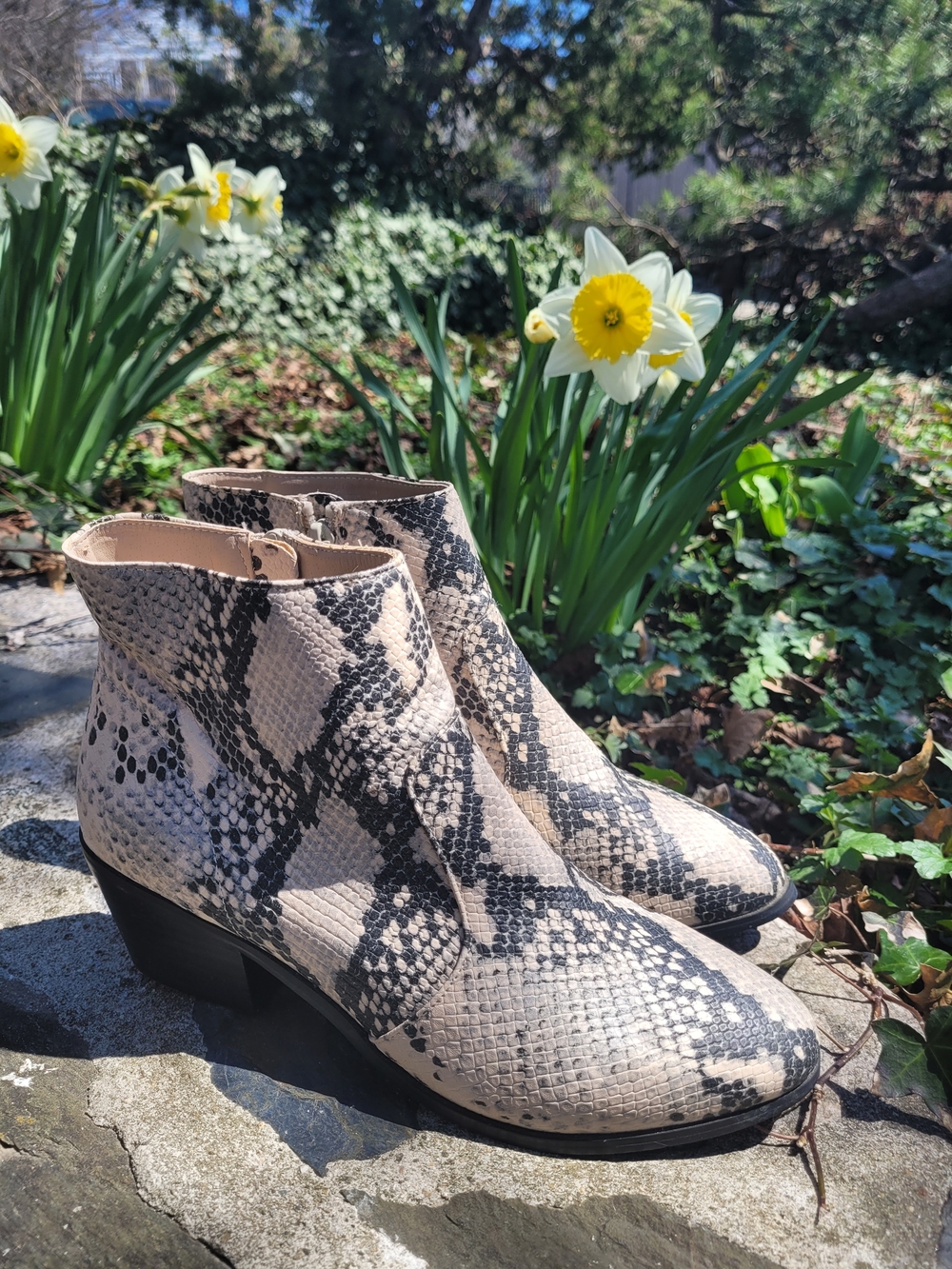Steve Madden Snake Print Ankle Booties Size 7.5 Beige Black Chunky Heel